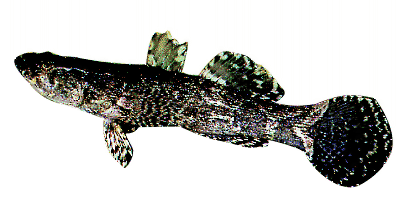 Oxyeleotris marmoratus