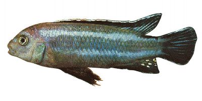 Melanochromis johannii