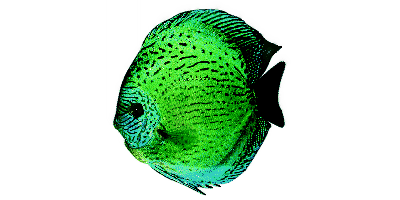 Brilliant Turquoise Discus