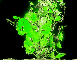 Hydrocotyle leucocephala