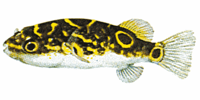 Tetraodon steindachneri