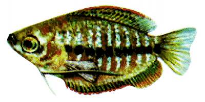 Colisa labiosa