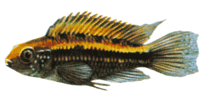 Apistogramma bitaeniata