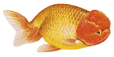 Carassius auratus
