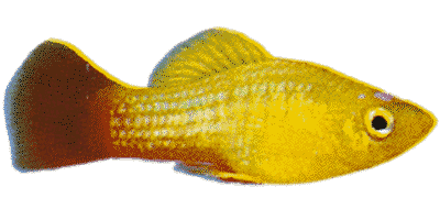 Xiphophorus maculatus