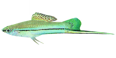 Xiphophorus helleri