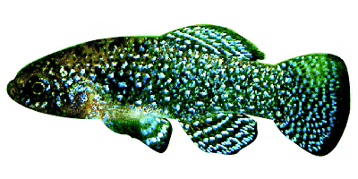 Aphanius mento