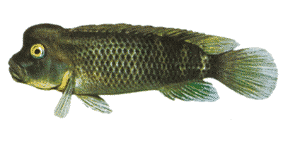 Steatocranus casuarius