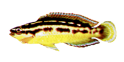 Julidochromis ornatus