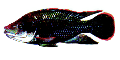 Oreochromis mossambicus