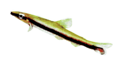 Nannobrycon unifasciatus