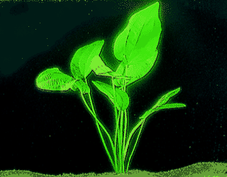 Echinodorus cordifolius