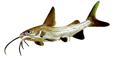 Arius seemani