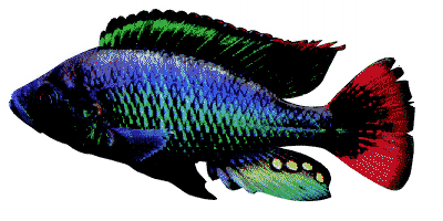 Astatotilapia nubila