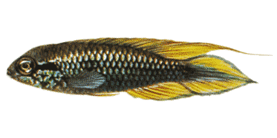 Apistogramma agassizii