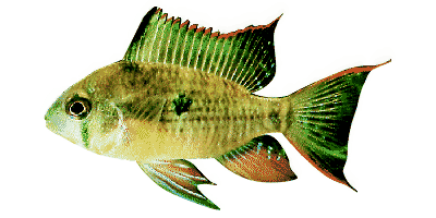 Papiliochromis altispinosus