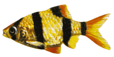 Barbus tetrazona