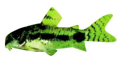 Corydoras habrosus