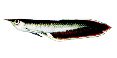 Black arowana