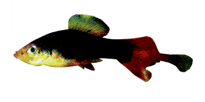 Xiphophorus maculatus