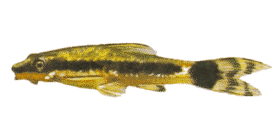 Otocinclus affinis
