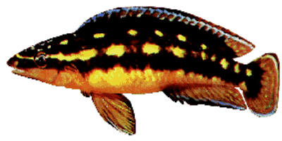 Julidochromis transcriptus