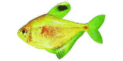 Hyphessobrycon socolofi