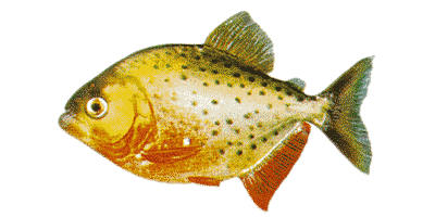Serrasalmus nattereri