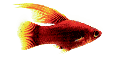 Xiphophorus maculatus