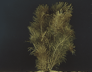 Myriophyllum mattogrossense