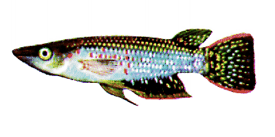 Aplocheilus lineatus