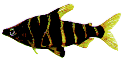 Abramites hypselonotus