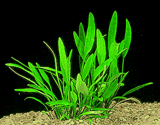 Cryptocoryne lucens