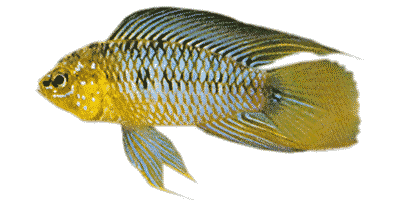 Apistogramma borelli