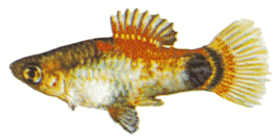 Xiphophorus maculatus