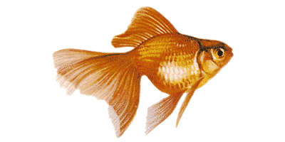 Fantail Goldfish