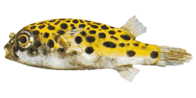 Tetraodon fluviatilis