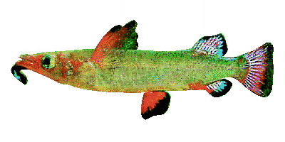 Nomorhamphus liemi liemi