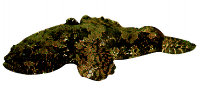 Batrachus grunniens