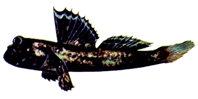 Periophthalmus spec. Barbarus