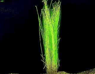 Eleocharis acicularis
