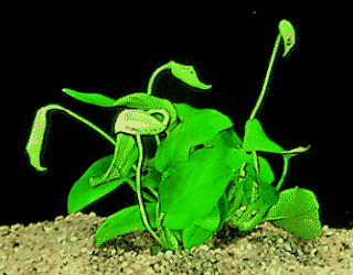 Anubias barteri var. nana