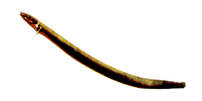 Erpetoichthys calabaricus