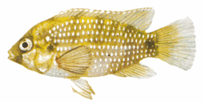 Anomalochromis thomasi