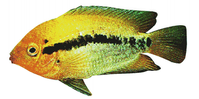 Herotilapia multispinosa