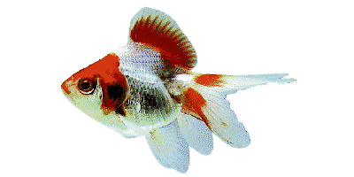 Carassius auratus