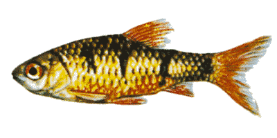 Barbus semifasciolatus