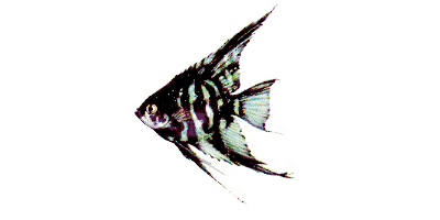 Pterophyllum scalare