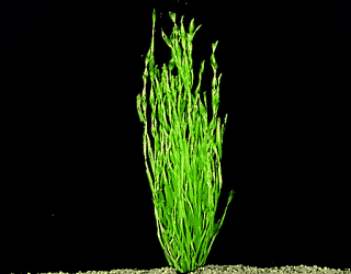 Vallisneria contorcionnist