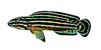 Julidochromis regani